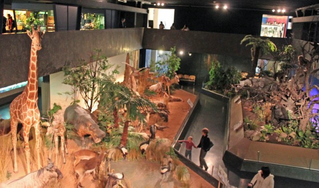 Salle de musée avec animaux naturalisés