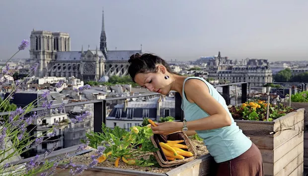 Des bons plans pour jardiner et favoriser la biodiversité en ville