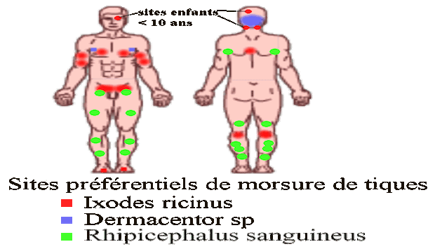 La petite bête qui menace nos promenades