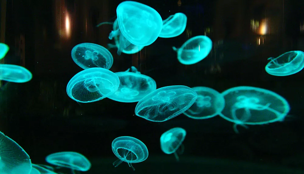 Vacances de Pâques avec Godzillab