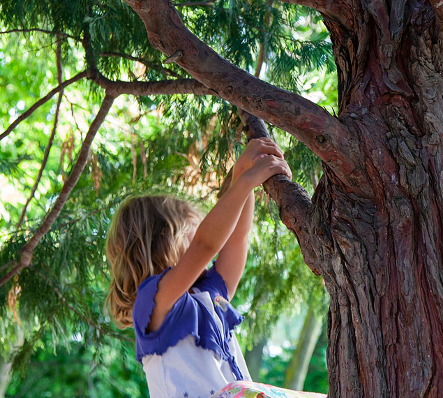 Enfant grimpant à un arbre verdoyant