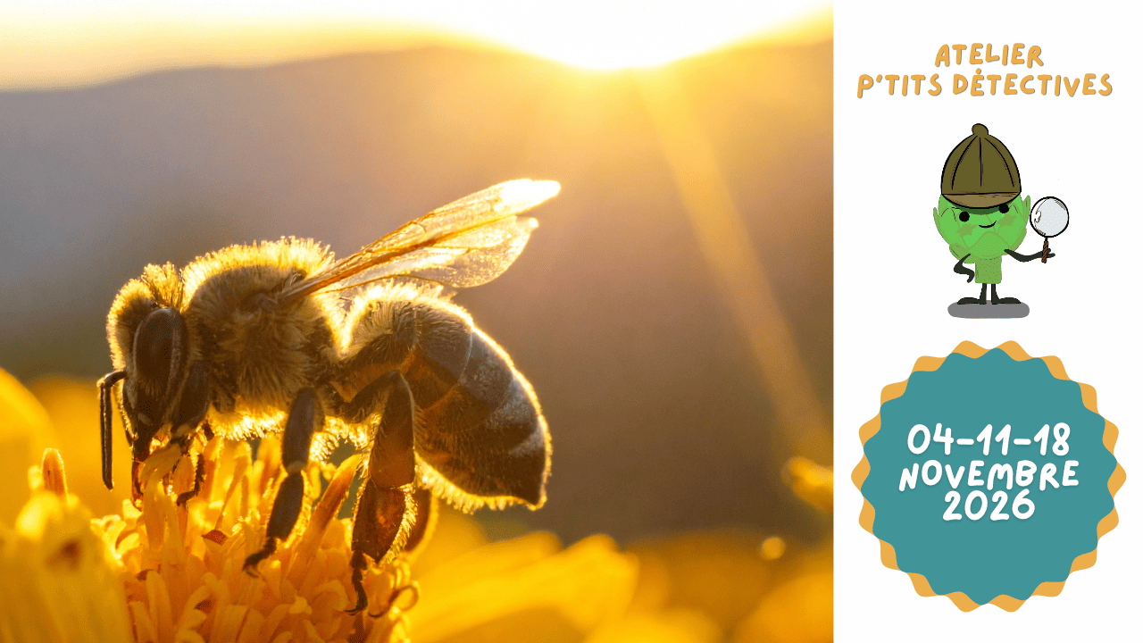 Abeille sur fleur jaune, annonce atelier Petits Détectives
